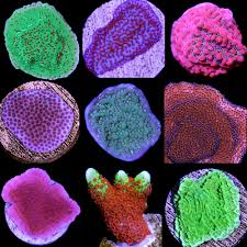 Assorted Coral Frags