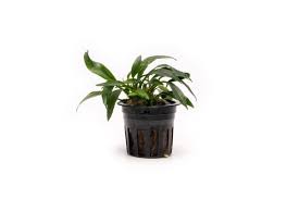 Anubias Chili Jalapeno