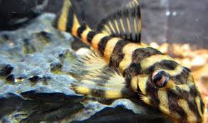 Butterfly Pleco L52