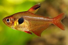 Tetra: Red Phantom