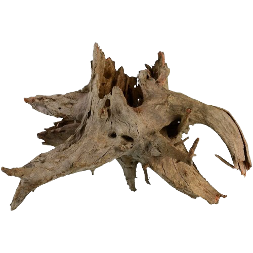 UT: Eucalyptus Root