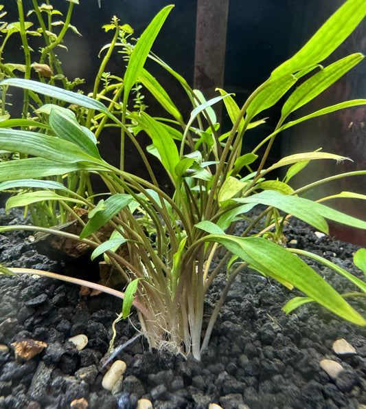 Cryptocoryne Lucens