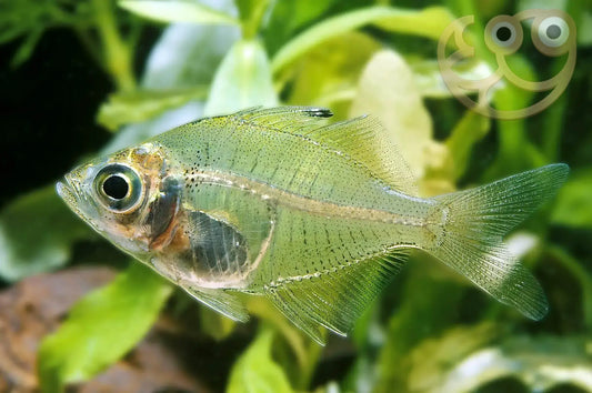 Dwarf Indian Glass Fish