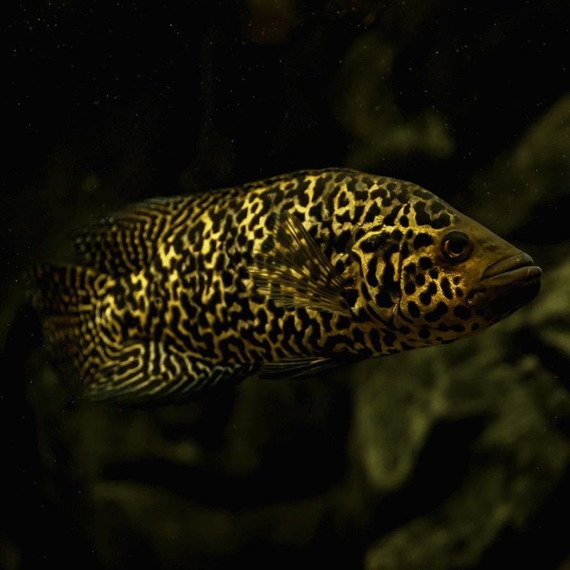 Cichlid: Jaguar