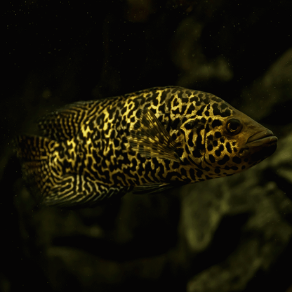 Cichlid: Jaguar