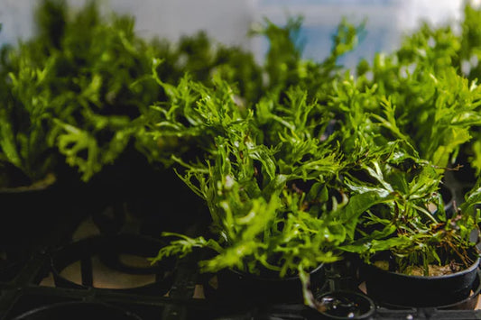 Windelov Java Fern