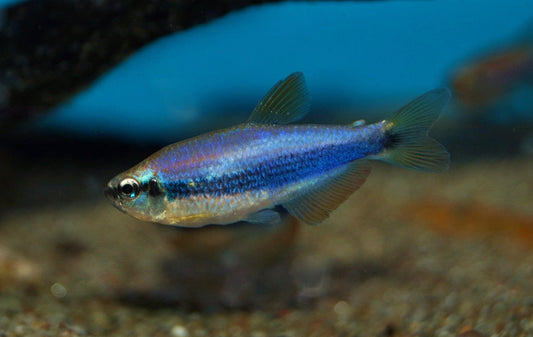 Tetra: Blue Kerri