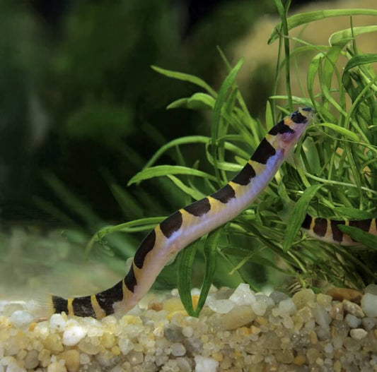 Kuhii Loach