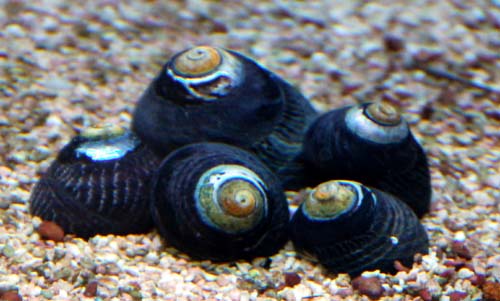 Margarita Turbo Snail