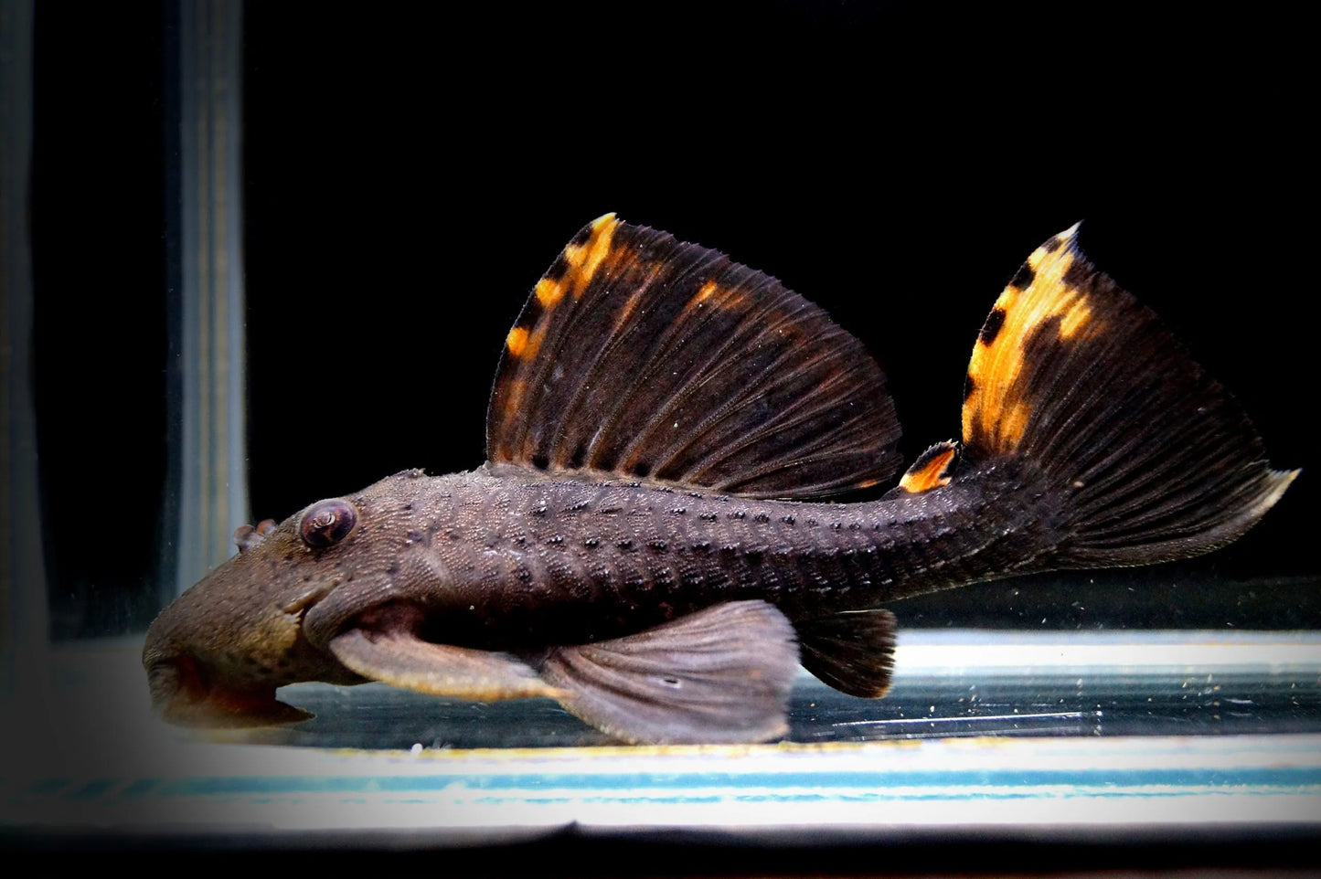 Three Beacon Pleco L91