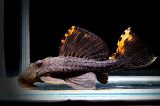 Three Beacon Pleco L91