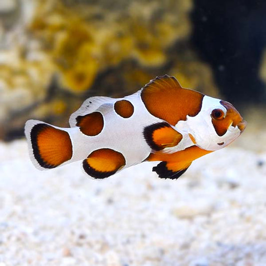 Clownfish: Orange Storm
