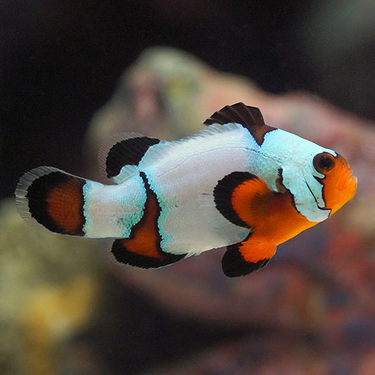 Black Ice Clownfish