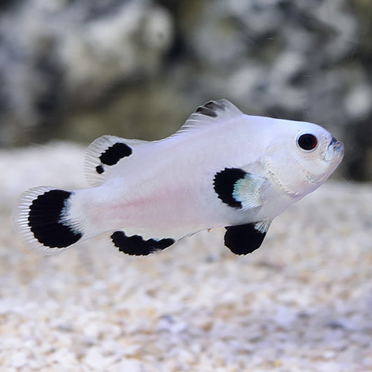 Clownfish: Snow Storm