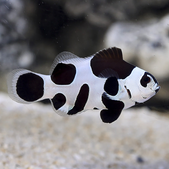 Clownfish: Black Storm