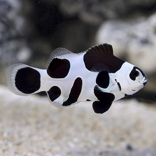 Clownfish: Black Storm