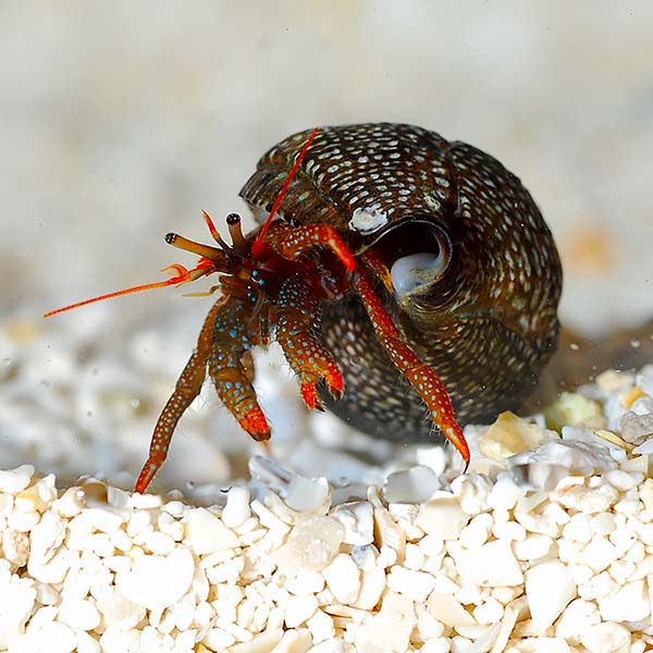 Crab: Red Leg Hermit