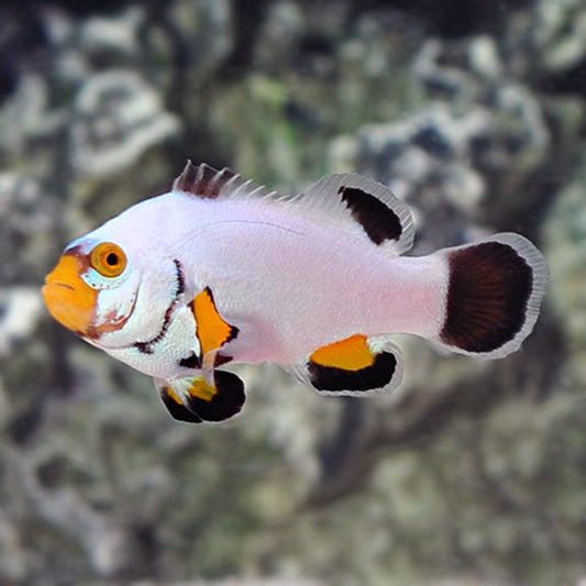 Clownfish: Platinum Picasso