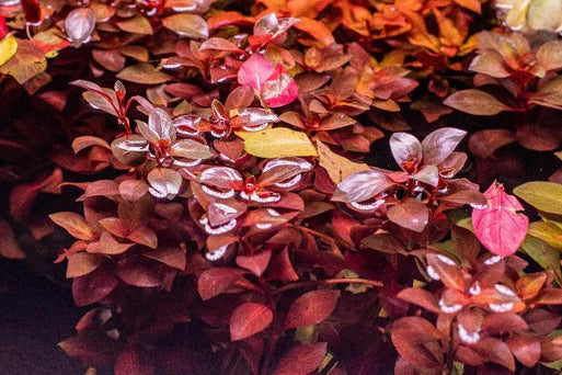 Ludwigia: Natans Super Red