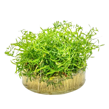 Ludwigia: Arcuata
