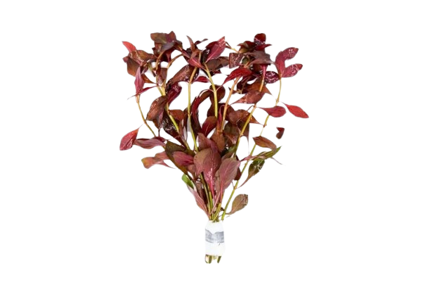 Ludwigia: Glandulosa var. Diamond
