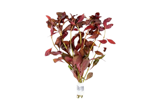 Ludwigia: Glandulosa var. Diamond