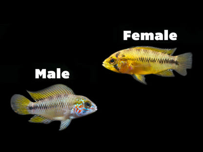 Cichlid: Apistogramma Opal