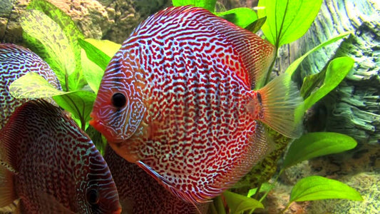 Discus: Leopard