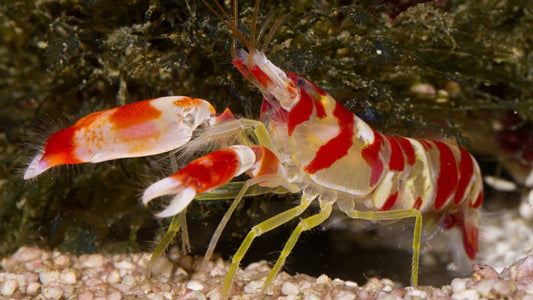Shrimp: Candy Cane Pistol