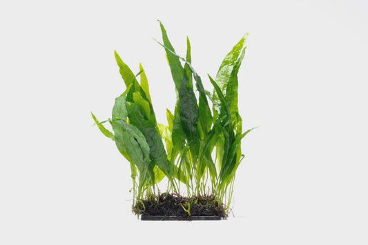 Java Fern Narrow Decor