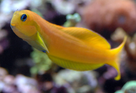 Blenny: Midas