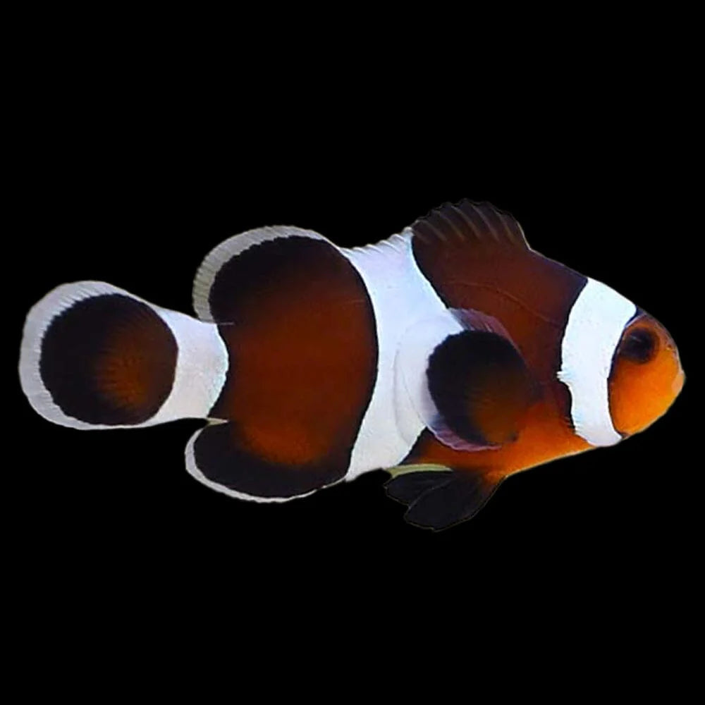 Clownfish: Mocha Ocellaris