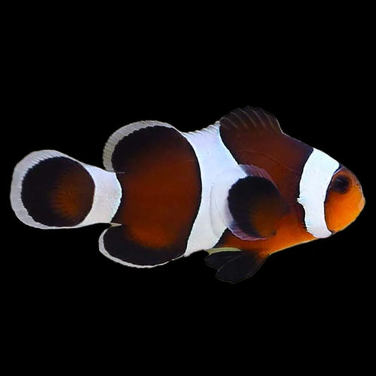 Clownfish: Mocha Ocellaris