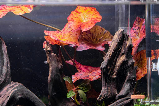 Red Tiger Lotus