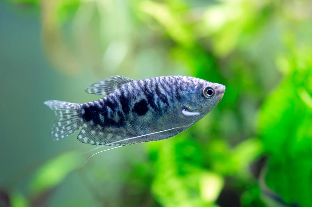 Opaline Gourami