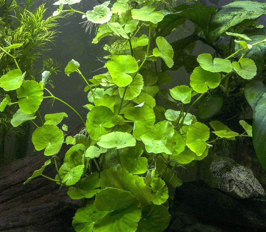 Brazilian Pennywort