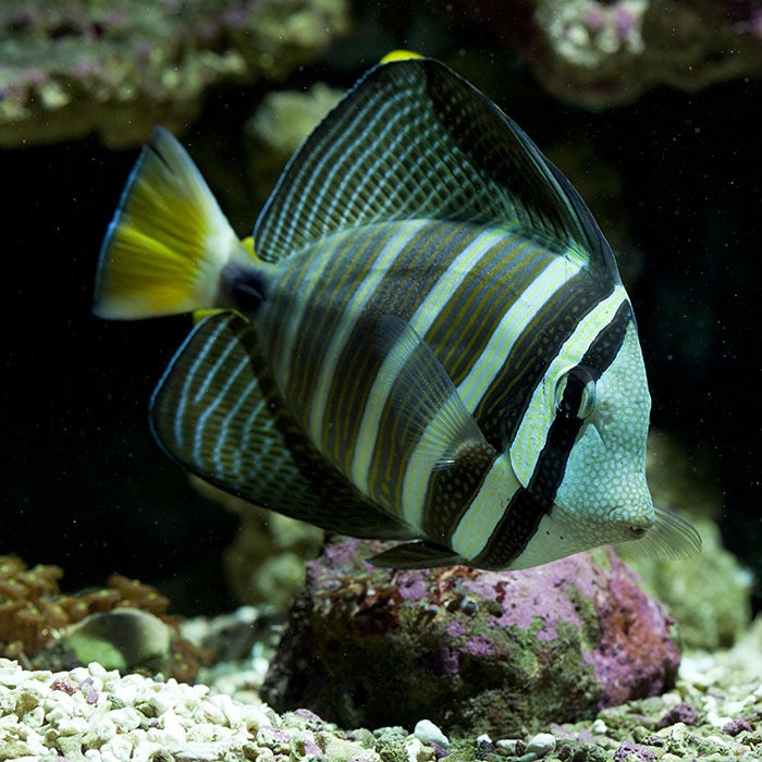 Sailfin Tang