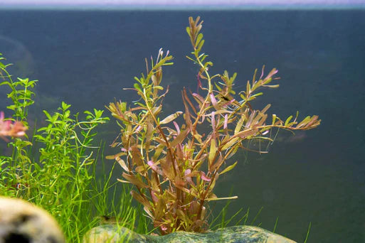 Rotala Manipurensis
