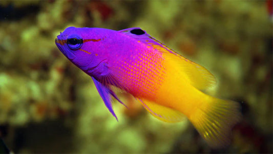 Basslet: Royal Gramma