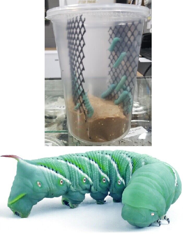 Hornworms