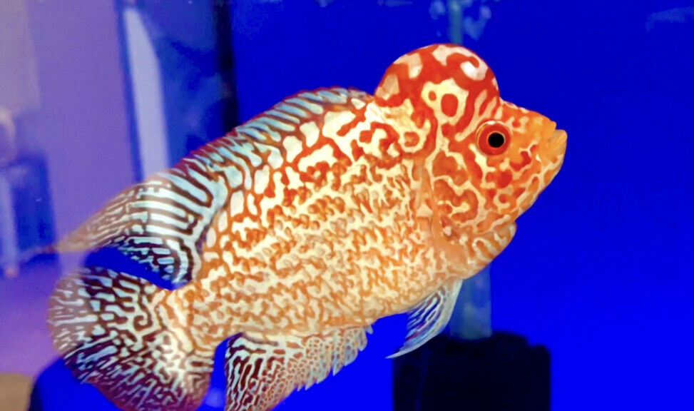 Flowerhorn: Golden Base