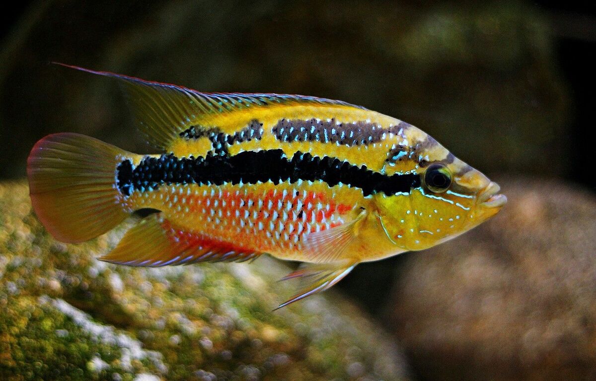 Cichlid: Salvini