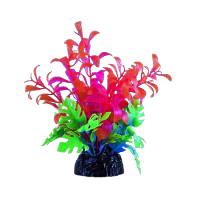 UT: Glo Pink Bacopa - Small