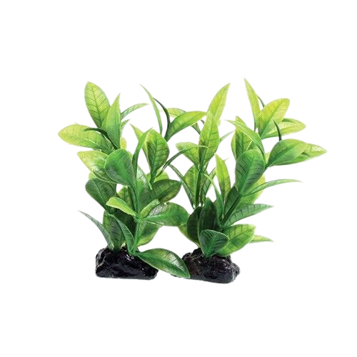 UT: Green Ludwigia 2 Pods - 3”