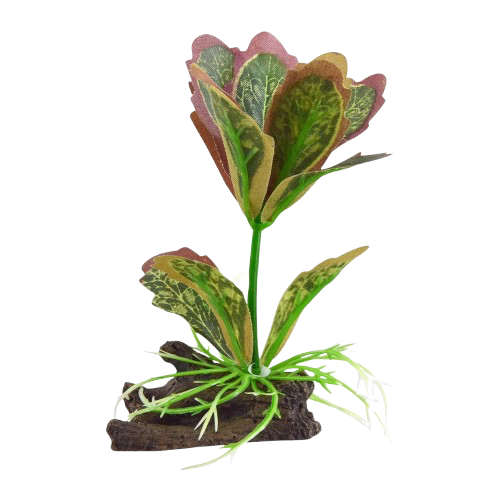 UT: Kalanchoe Flapjack