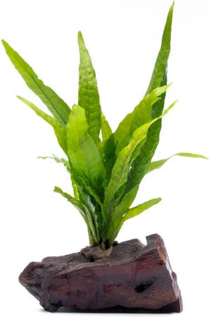 Java Fern on Driftwood