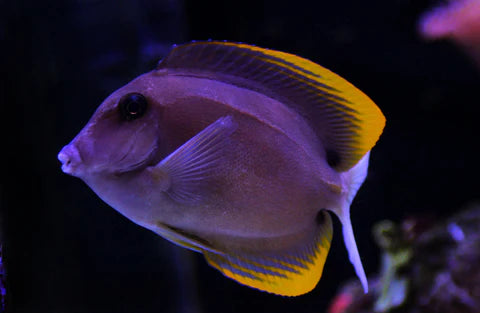 Tang: Tomini