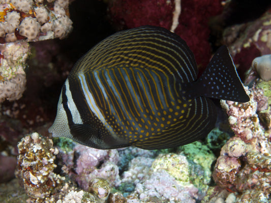 Desjardini Sailfin Tang