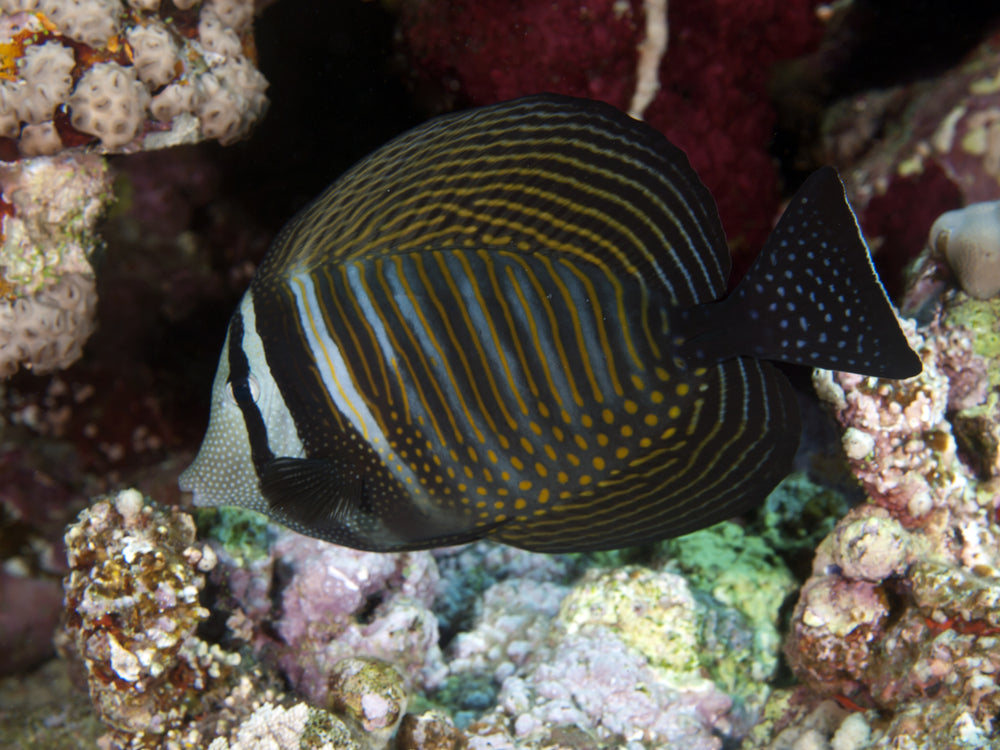 Desjardini Sailfin Tang