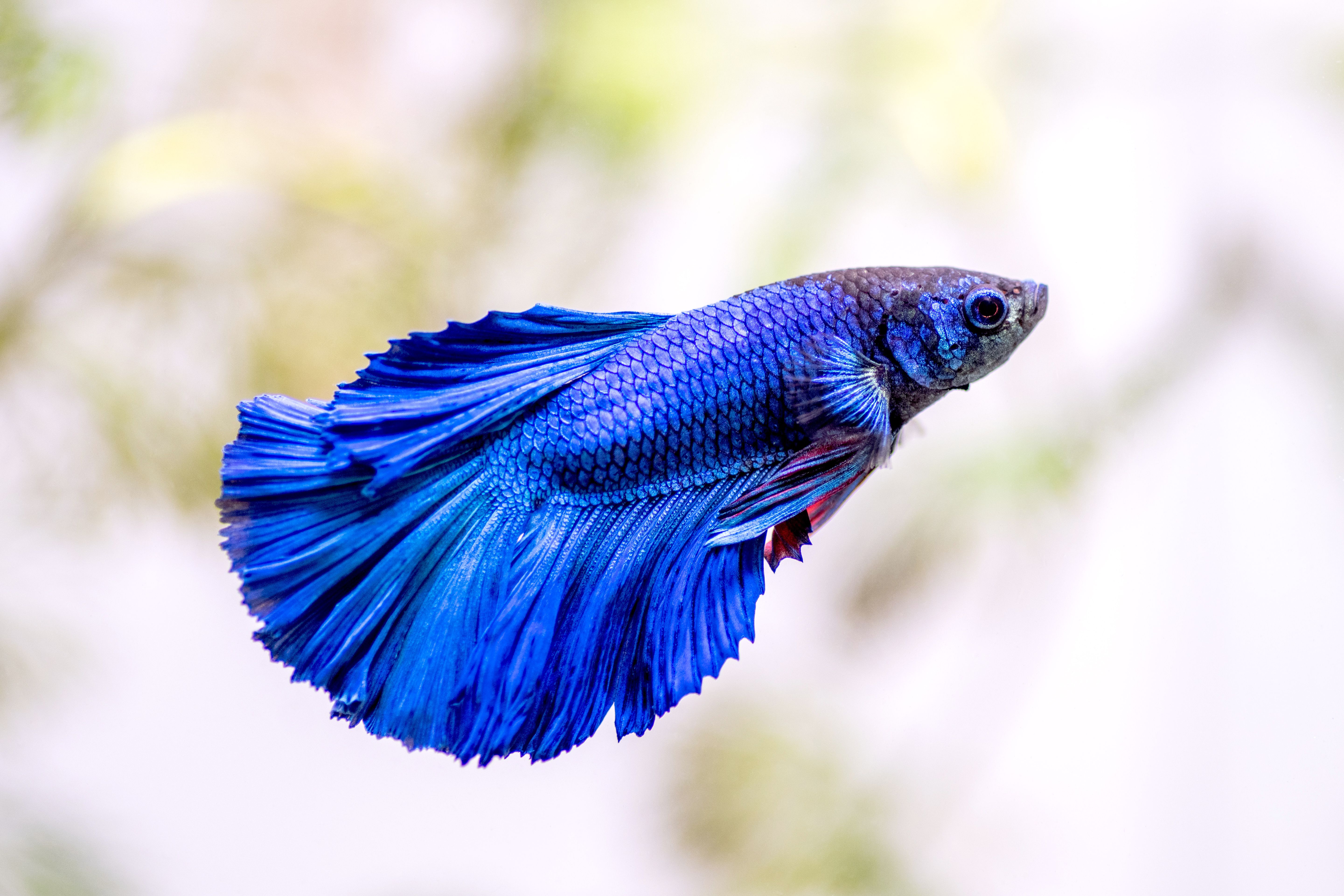 Assorted Halfmoon Male Betta – Tropical Exotics
